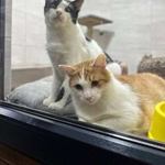 Ветклініка 