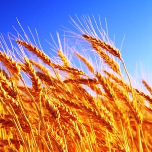 Куплю пшеницу рапс кукурузу пшеницу