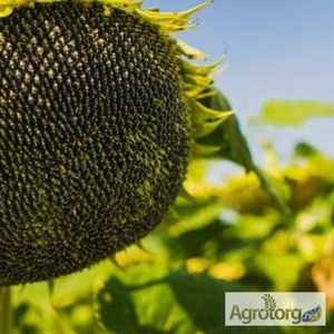 Купити насіння соняшнику,  засоби захисту рослин та добрива