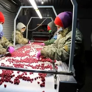 Холодильна та морозильна камери для Заморозки малини і суниці