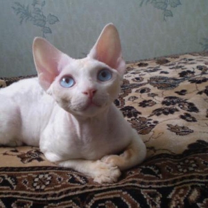 Продаются белые котята девон-рекс 
