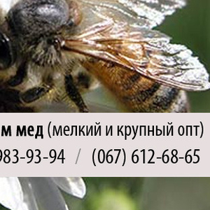 Куплю мед (пчелы) крупным и мелким оптом в Харькове