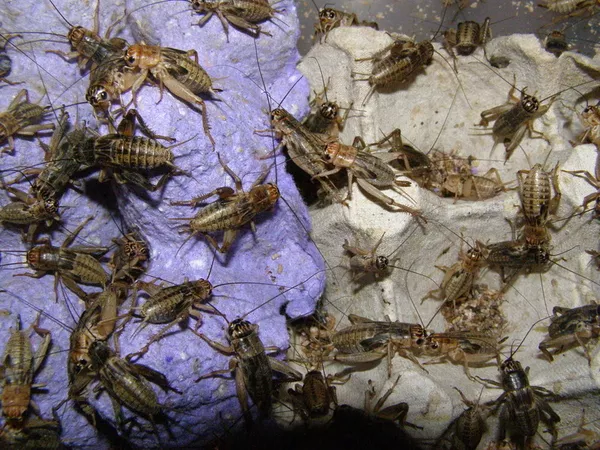 Продам живых кормовых насекомых-сверчки, тараканы, черви