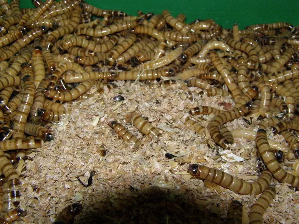 Продам живых кормовых насекомых-сверчки, тараканы, черви 2