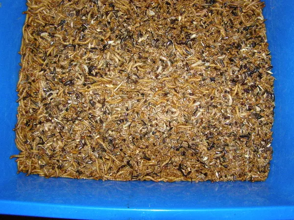 Продам живых кормовых насекомых-сверчки, тараканы, черви 3