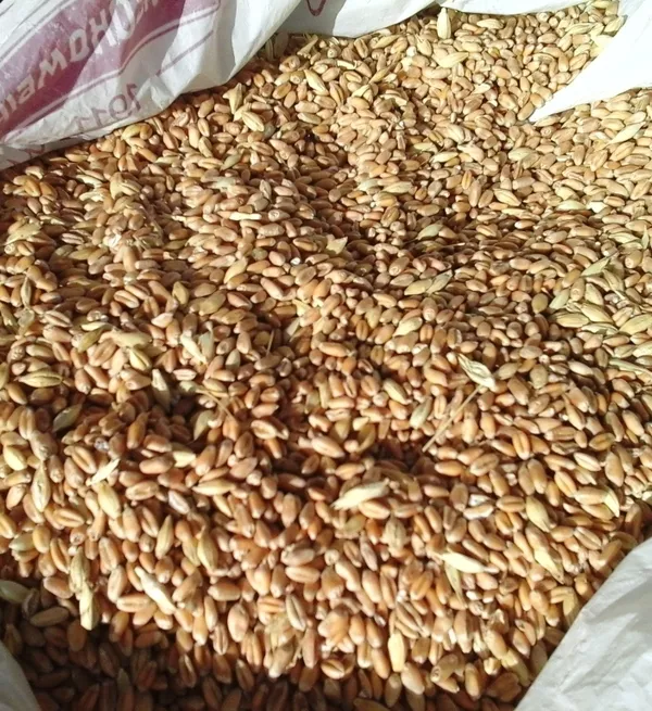 Пшеница в Харькове. Корм с/х птицам и животным 2