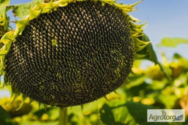 Купити насіння соняшнику,  засоби захисту рослин та добрива