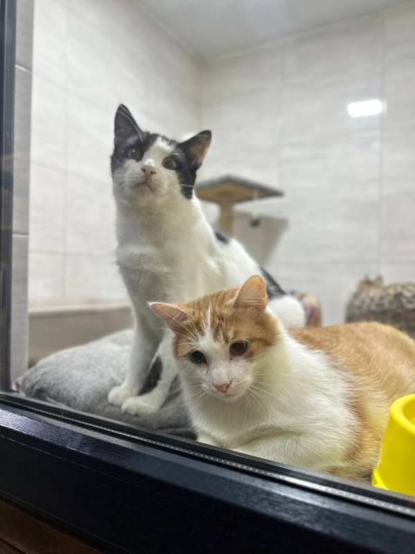 Ветклініка 