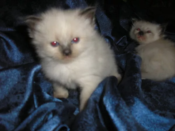невские маскарадные котята(сибирский колор-поинт)