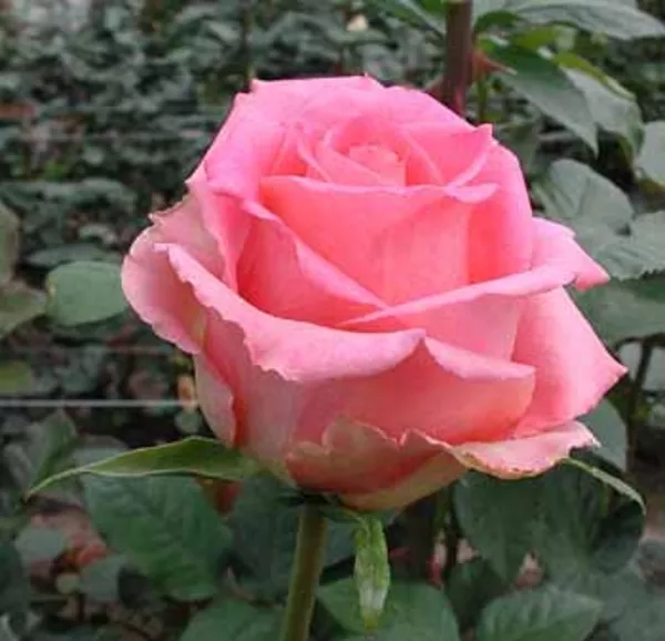 Оптовые поставки свежих цветов – розы,  гвоздики,  герберы  из Эквадора
