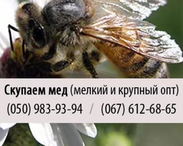 Куплю мед (пчелы) крупным и мелким оптом в Харькове