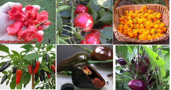 Семена редких томатов и горького перца,  лук многолетний