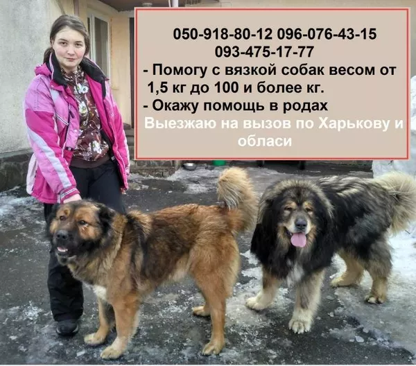 Профессиональный инструктор по вязке собак в Харькове