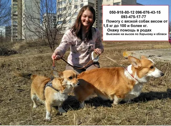 Профессиональный инструктор по вязке собак в Харькове 2
