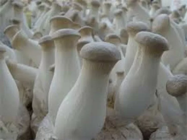 Продам грибы еринги,  Pleurotus eryngii  2
